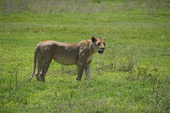 Lion photo 3