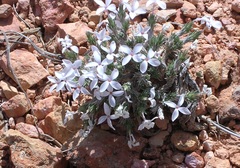 Linanthus caespitosus