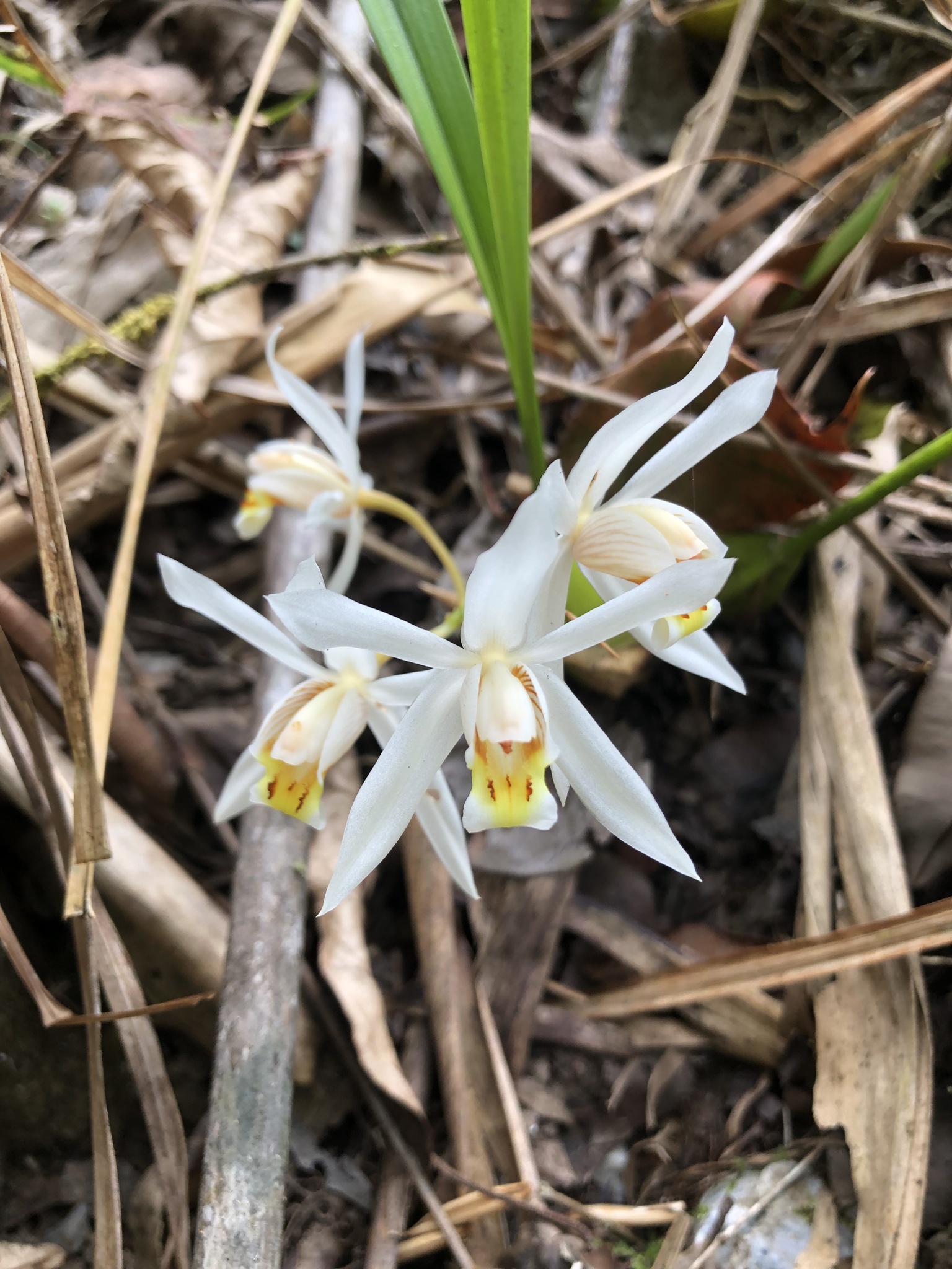 Imagem de Orquídea-cabeluda