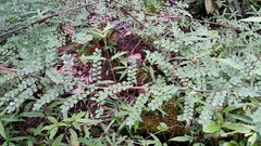 Phyllanthus matitanensis