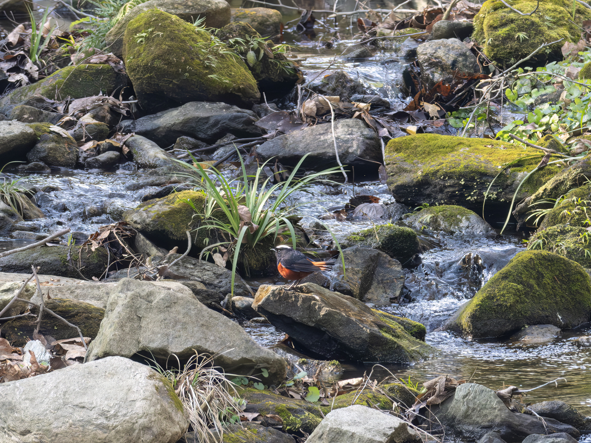 White-capped Redstart