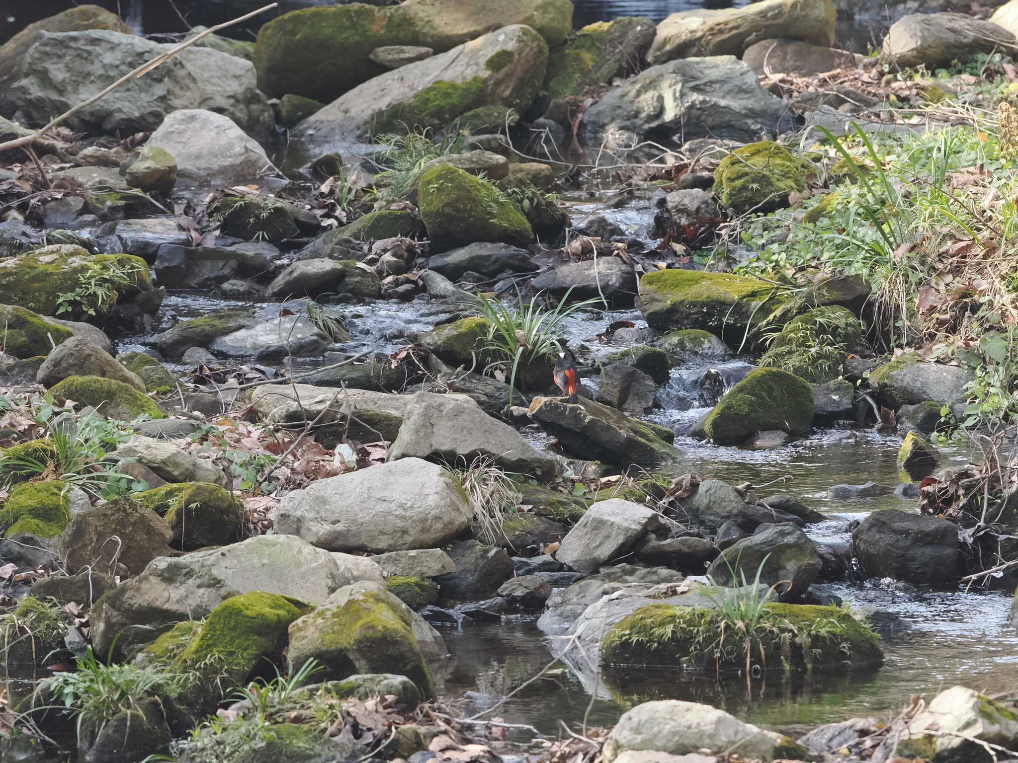 White-capped Redstart