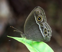 Mycalesis intermedia