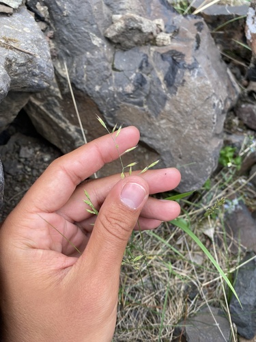 Richardson's Fescue (Festuca richardsonii)