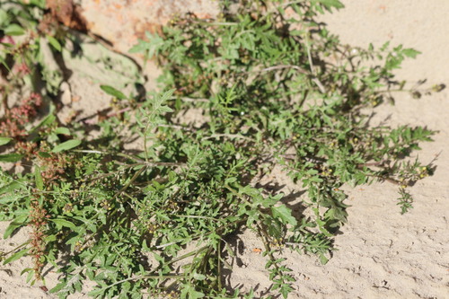 Northern Yellow-cress (Rorippa islandica)