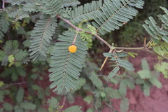 Vachellia aroma