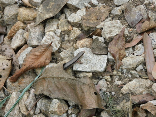 Wahlberg's Snake-eyed Skink
