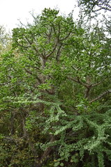 Quiabentia verticillata