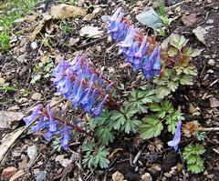 Corydalis turtschaninovii