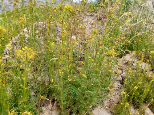 Northern Tansymustard (Descurainia sophioides)