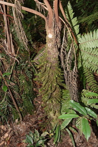 Spiridens vieillardii observed 2023-06-27