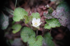 Rubus pectinellus