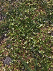 Limnanthes macounii