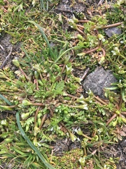 Limnanthes macounii