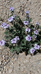 Glandularia gooddingii