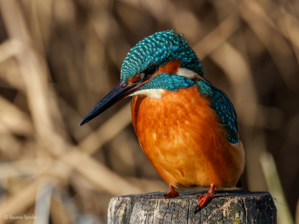 Typical River Kingfishers