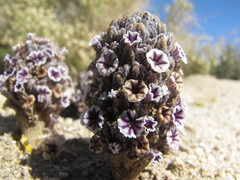 Pholisma arenarium