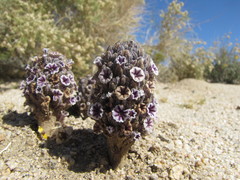 Pholisma arenarium