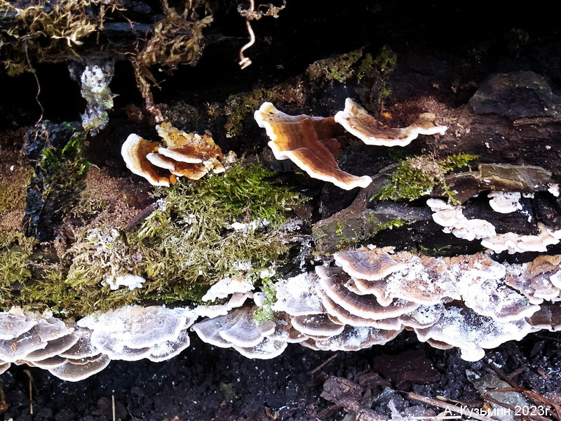 Траметес Охряный (Trametes ochracea)