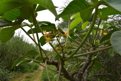 Jatropha macrocarpa
