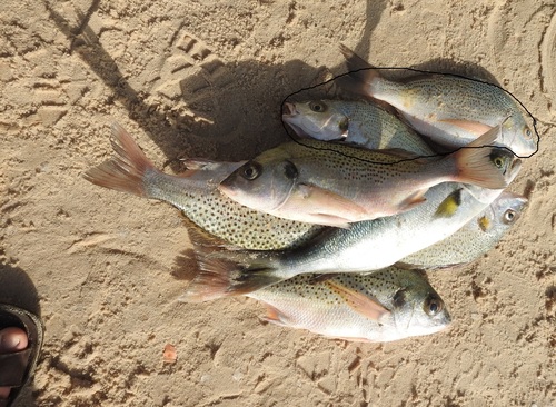 Perotet's grunt (Pomadasys perotaei) — Haemulidae — 4