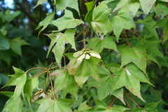 Acer serrulatum