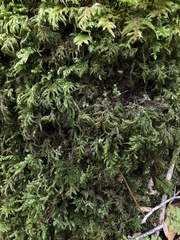 Thamnobryum alleghaniense