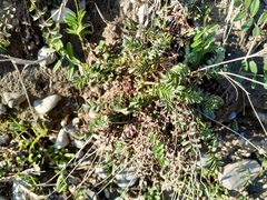 Sanguisorba minor balearica