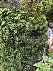 Thamnobryum alleghaniense