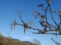 Alnus glutinosa barbata