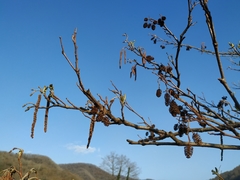 Alnus glutinosa barbata