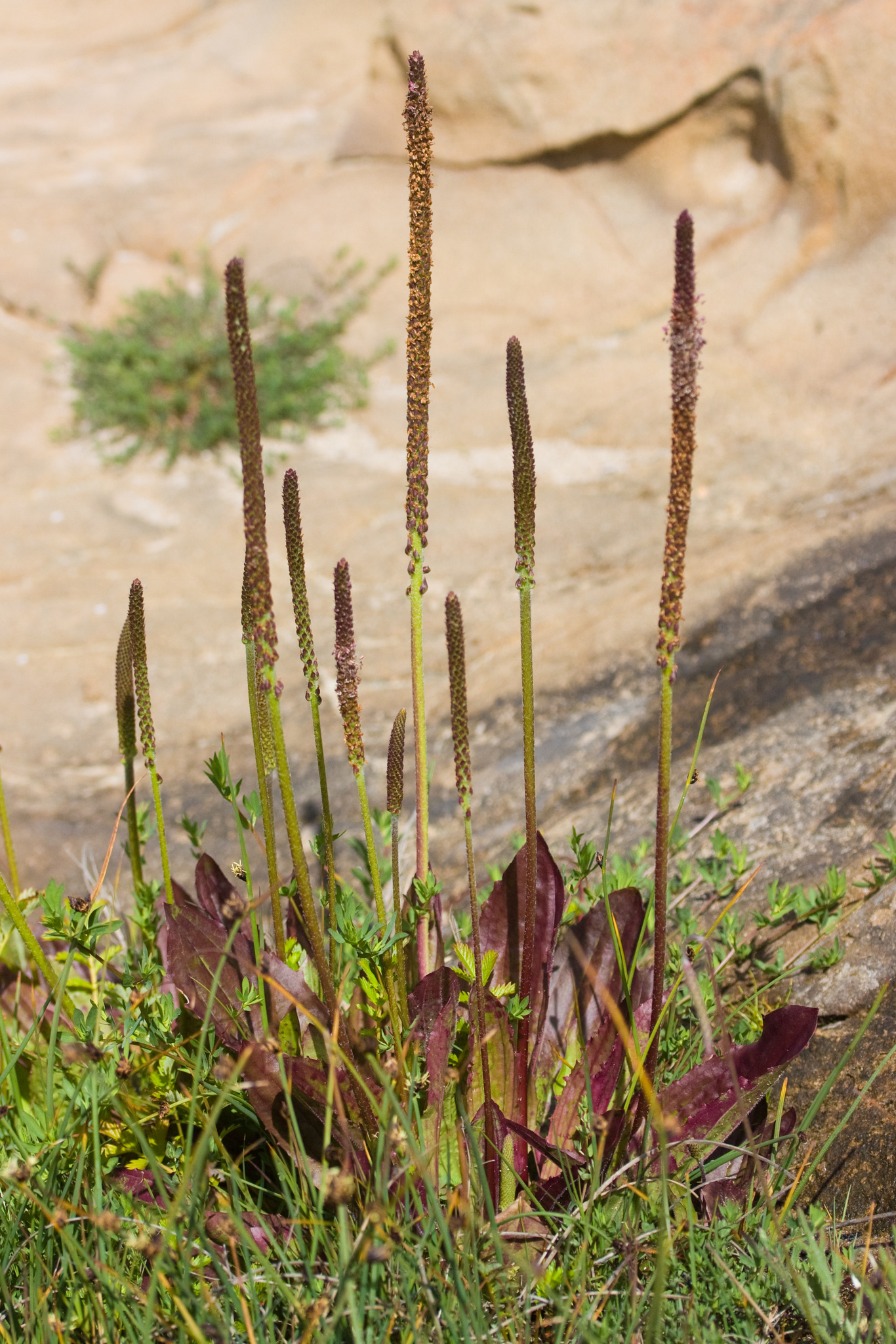 Plantago subnuda