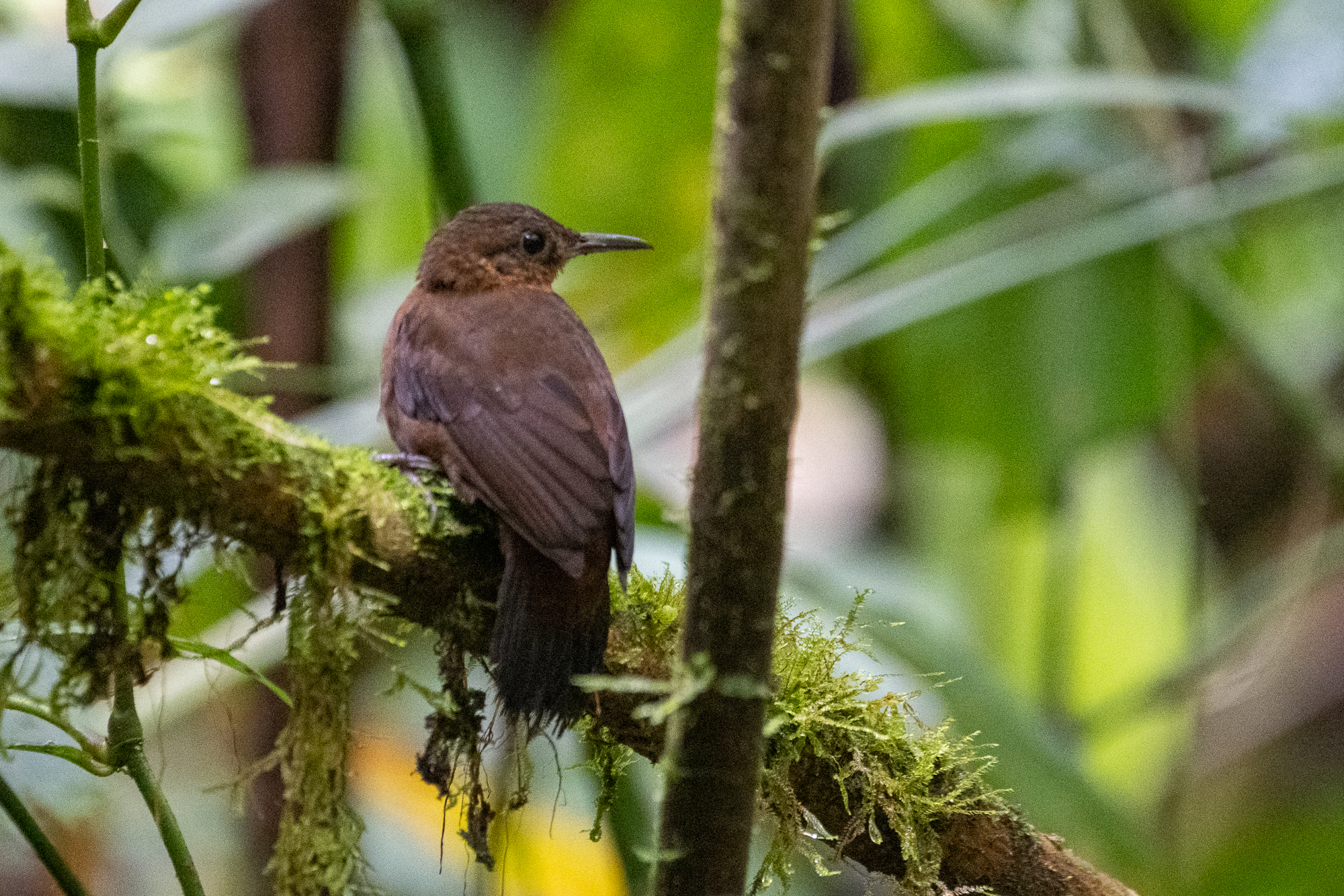 Tawny-throated Leaftosser (Sclerurus mexicanus), photo 2