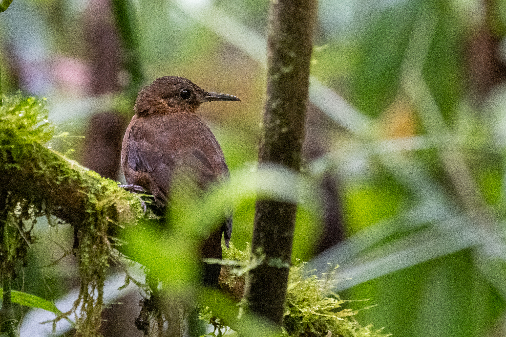 Tawny-throated Leaftosser (Sclerurus mexicanus), photo 3