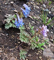 Corydalis turtschaninovii