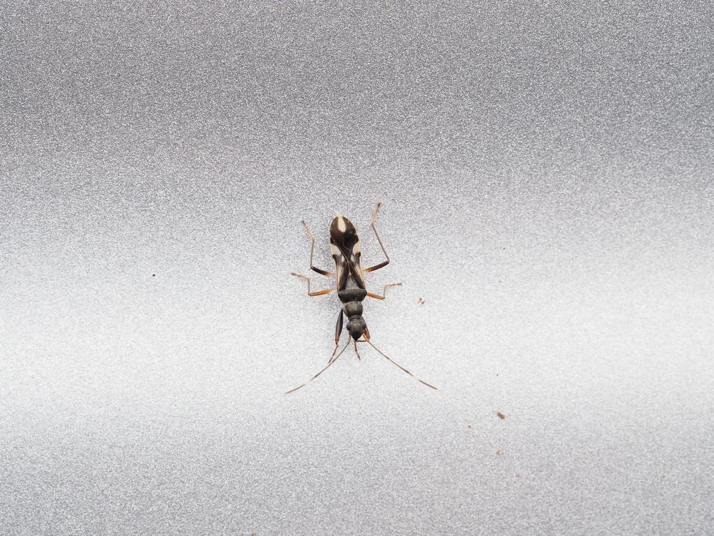 Gyndes cincticornis