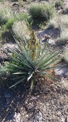Yucca baccata baccata