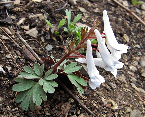 Korean corydalis
