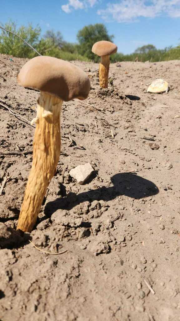 Battarrea phalloides · December 2023 · photo: © silviomontani (iNaturalist, cc-by)