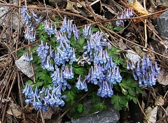 Corydalis turtschaninovii