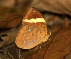 Xanthotaenia busiris