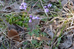 Glandularia canadensis