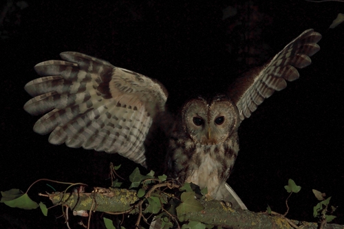 Tawny Owl
