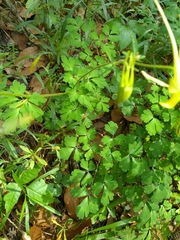 Aquilegia longissima