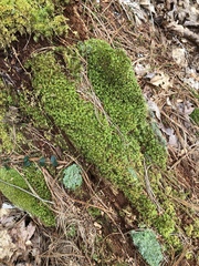 Dicranum flagellare
