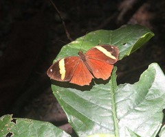 Xanthotaenia busiris