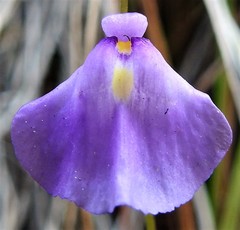 Utricularia livida