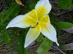 Erythronium multiscapideum