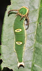 Charaxes wakefieldi