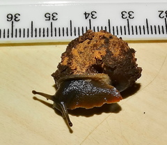 Gittenedouardia spadicea